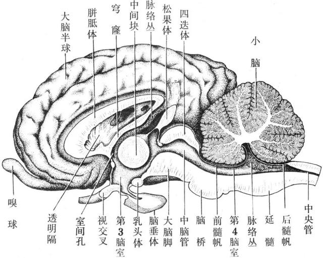 食人草养殖技术，为何会被国人称为“食人草”