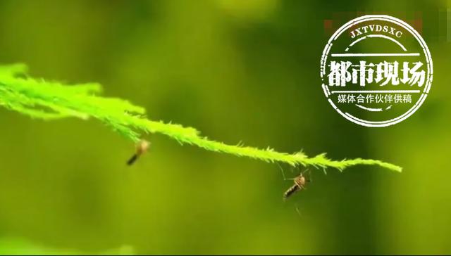 眼睛被虫子撞了会自己好吗，少年这个动作导致角膜溃疡流脓