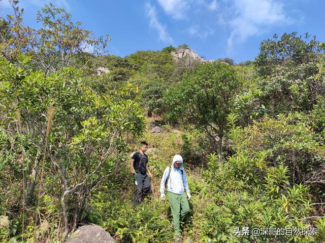 深圳不起眼的山峰，深圳这十座不知名山峰