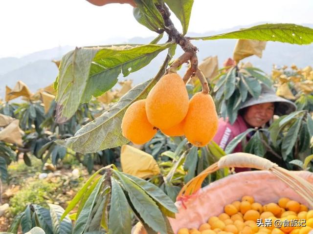 同样是大五星枇杷，四川米易枇杷几月成熟
