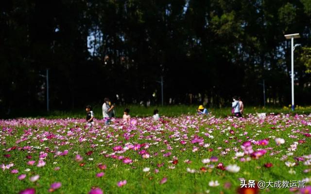江南公园黄花风铃木陆续绽放，品悟江南 ， 醉看江南风铃美