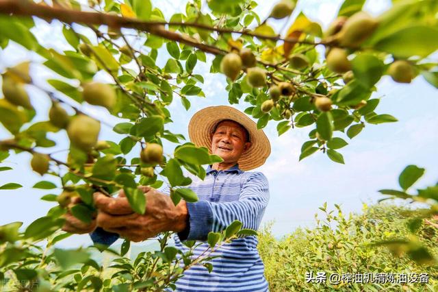 茶籽榨油机价格表，日压榨10吨茶籽榨油机生产线