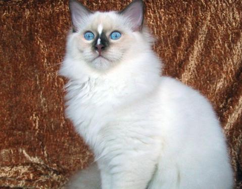 布偶猫有不同的品种，布偶猫的种类和颜色