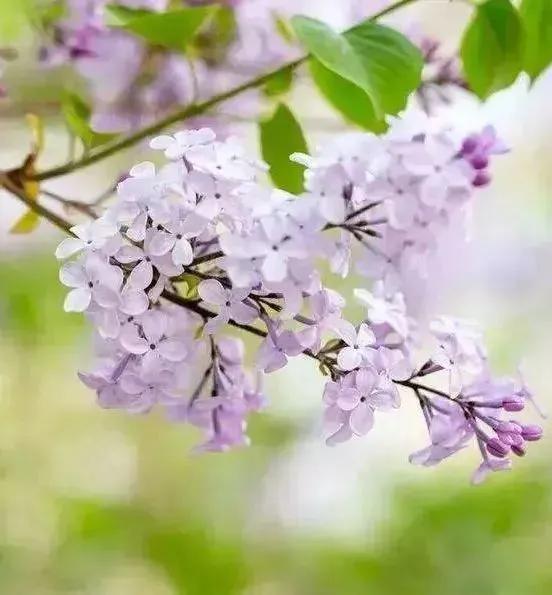 各种最好看的鲜花，分享40多种美丽的鲜花