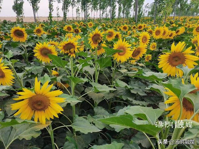 房村向日葵花海，邶城的向日葵花带您找