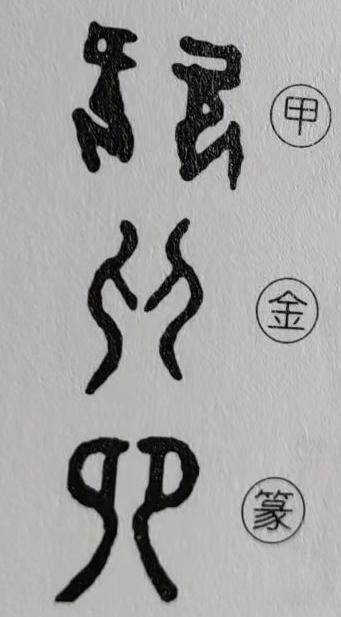 兔字的演变过程图，兔字的来源及演变过程（为什么汉字“兔”这样写）