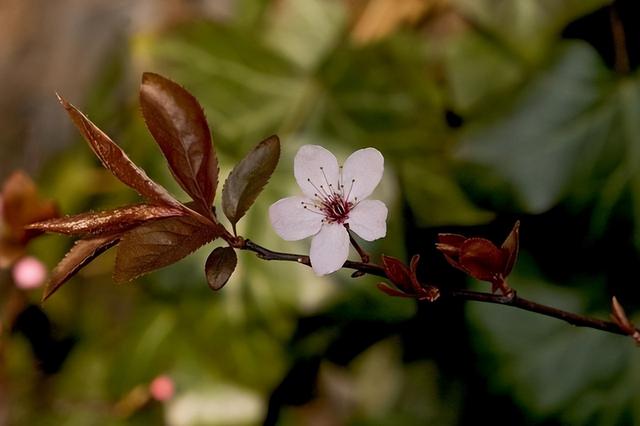花卉图片及名称大全，常见绿植花卉及名称大全（100种常见花图鉴）