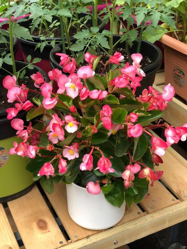 什么花好看又好养，开花好看又好养的花卉（种一盆好看又好养）