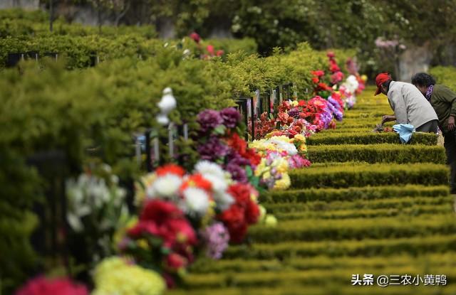 上坟可以下午去吗，下午清明扫墓时间有什么讲究（俗话说“上坟不能上三代）