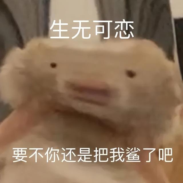 小仓鼠动态迷你表情包，变形脸仓鼠可爱老鼠