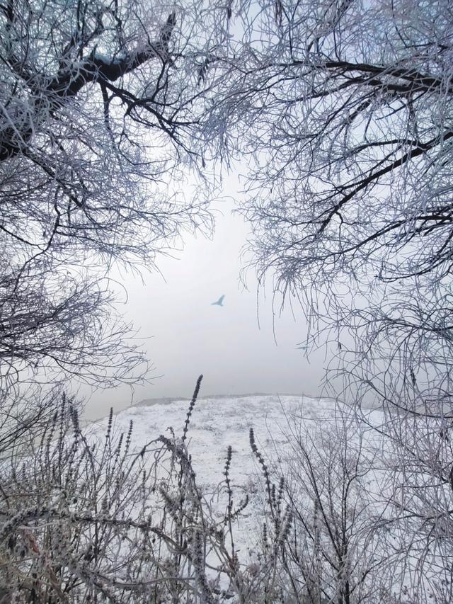 吉林雾凇景色奇特三九严寒，冰天雪地中的美景——吉林雾凇