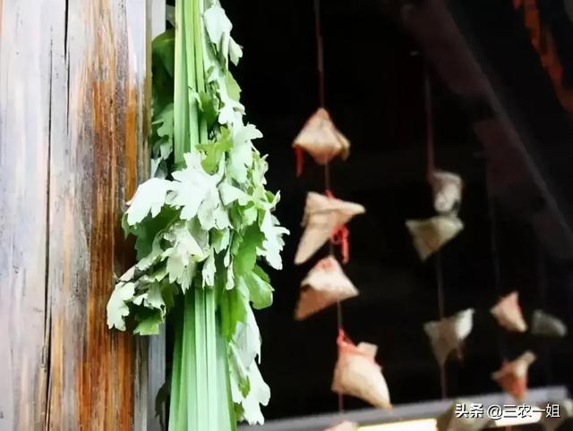 端午节挂艾草正挂好还是倒挂好，你知道艾草顺挂好还是倒挂好