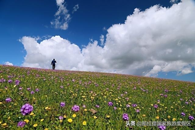 伊犁河谷最值得去的地方，伊犁河谷赏花攻略