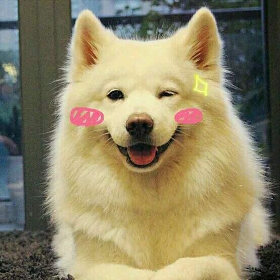 狗狗最有灵性的表现，狗狗聪明有灵性的表现（狗狗越是聪明）