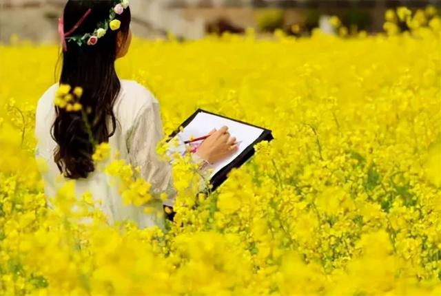 山茶花的英语怎样说，油菜花用英语怎么说