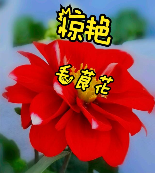 一花一草一世界，一花一草一世界 唯美句子（一花一草一世界）