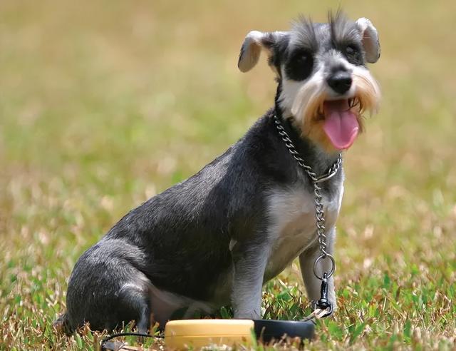 什么小型犬最聪明，三种最聪明的狗狗（非常适合“新手”饲养）
