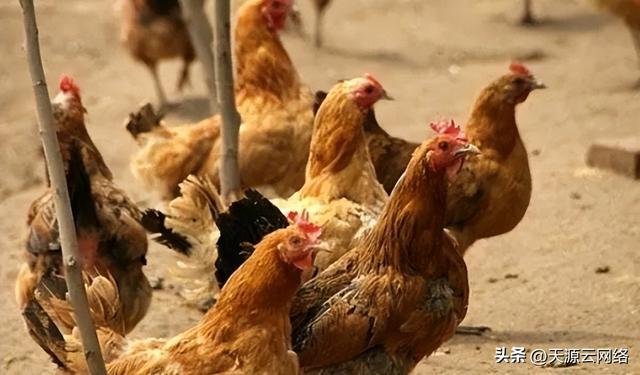 养鸡十大技巧，一分钟掌握提高鸡群均匀度的10个小技巧