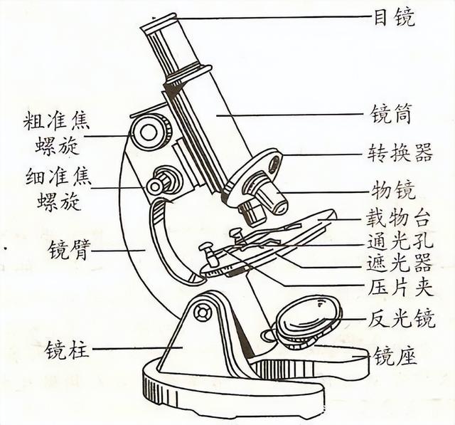 显微镜是怎么组合的，八年级物理上册知识点