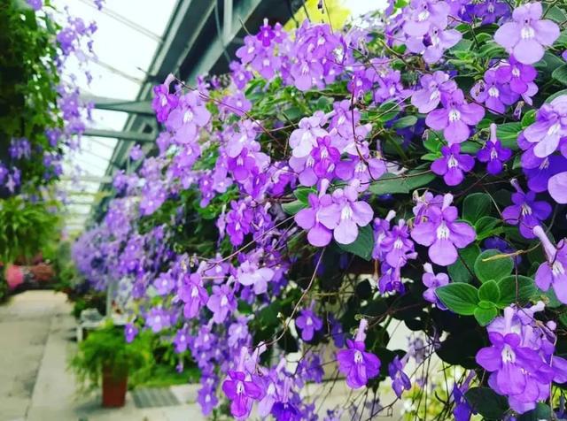什么花好看又好养，开花好看又好养的花卉（种一盆好看又好养）