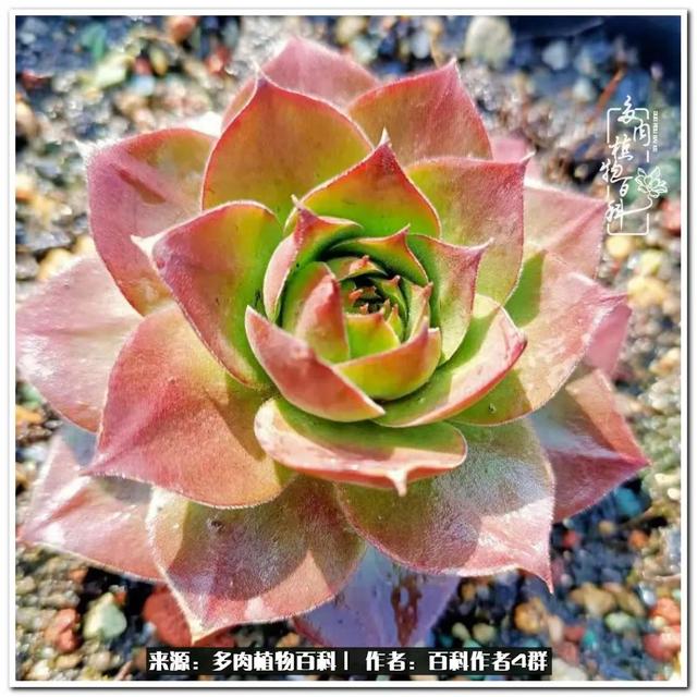 好养的容易上色的景天科多肉，景天科常见多肉图鉴不完全版D系列