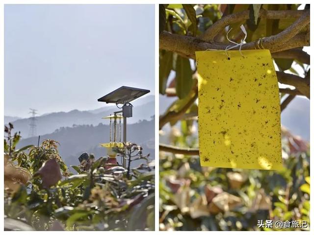 同样是大五星枇杷，四川米易枇杷几月成熟
