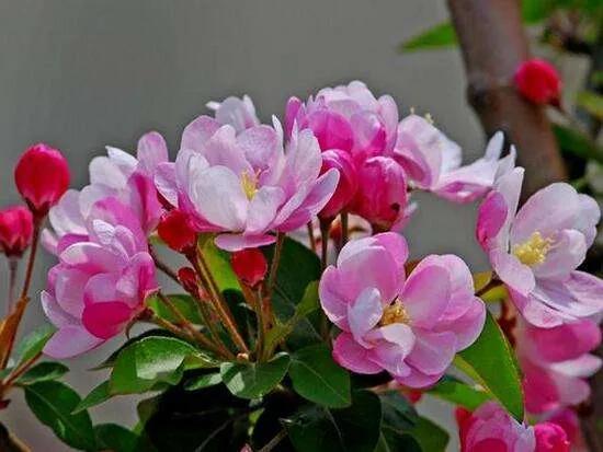 清朝妃子的等级和封号，清朝宫女等级和封号