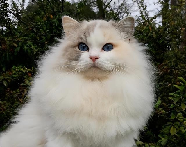 布偶猫有不同的品种，布偶猫的种类和颜色