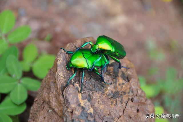 盘点童年玩过的十种昆虫，童年玩过的10种昆虫