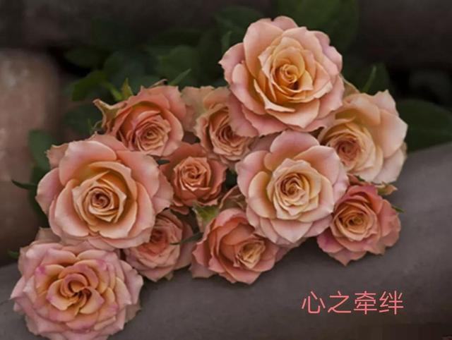 切花月季哪几个品种比较好，常见切花月季一览