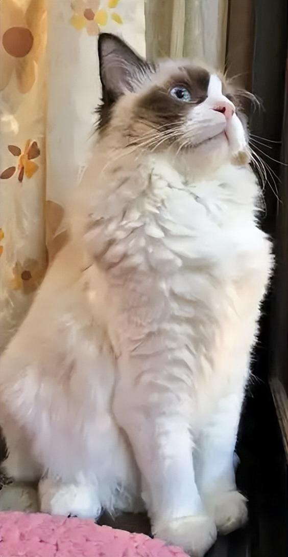 母猫应该绝育吗，它真的没有你想象的那么神奇