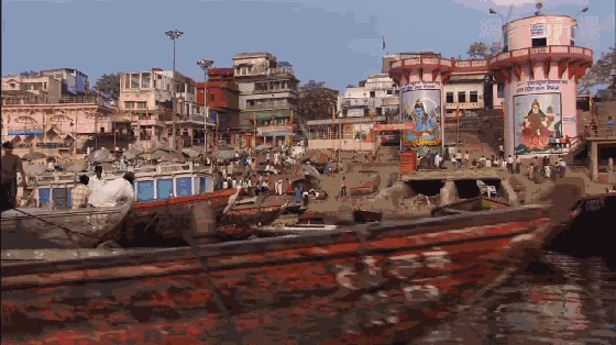 印度鲶鱼泥土里也能活，印度恒河的怒吼