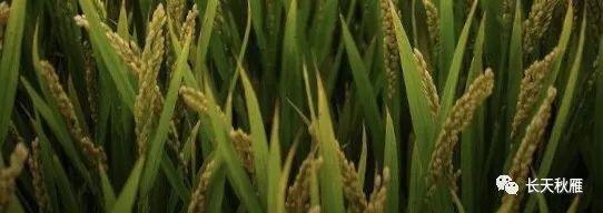 挽联及落款，丧事上花圈花篮幛子的