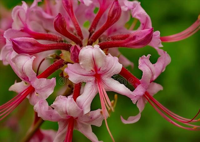 花开有期只为在最美时光里遇见你，一花一深情花如人生
