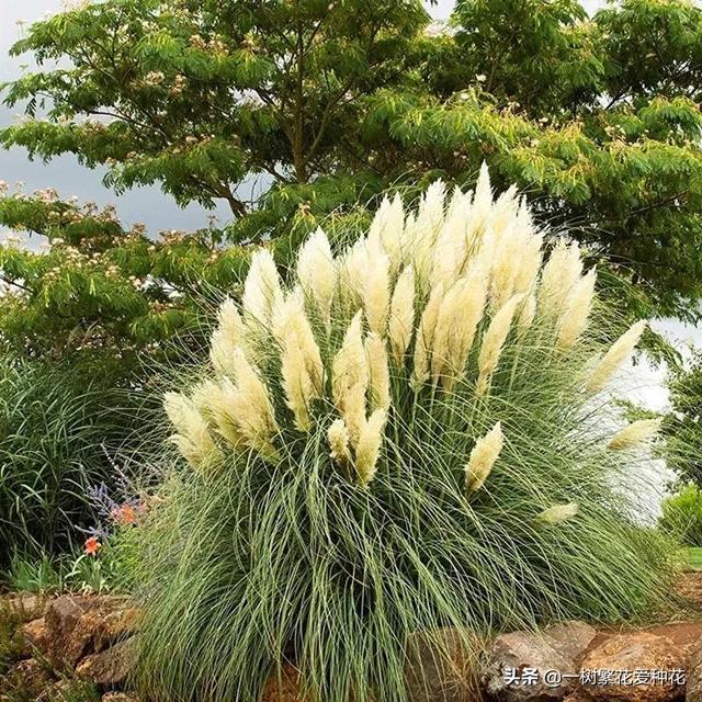 适合庭院养的草花，25种观赏草观叶赏花