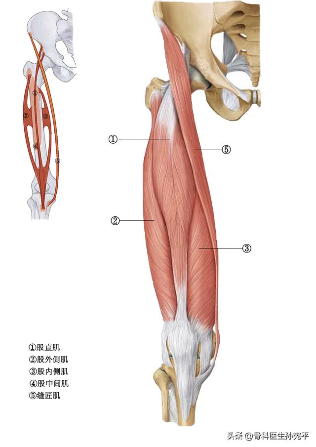 腿部肌肉解剖断面立体结构图，最全面的下肢肌肉解剖图谱