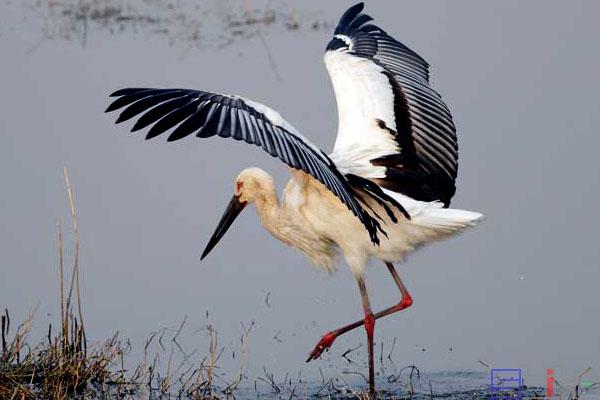 飞行速度最快的鸟，盘点10种飞行速度最快的鸟类（速度堪比人类博尔特）
