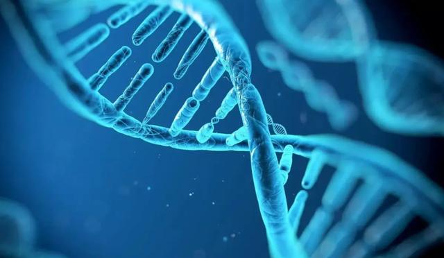 比利时蓝牛长什么样，人类干预自然繁育过程