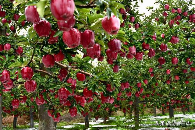 甘肃天水苹果有什么特色，隐藏在西北的水果王国