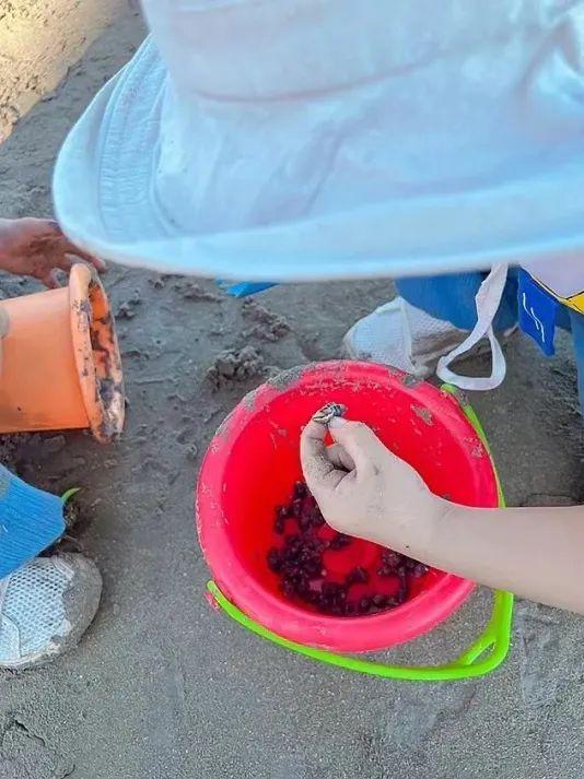 洞头冬天还能不能赶海，天气这么好去洞头赶海啊