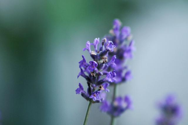 紫红色景观花卉，花卉紫色花卉