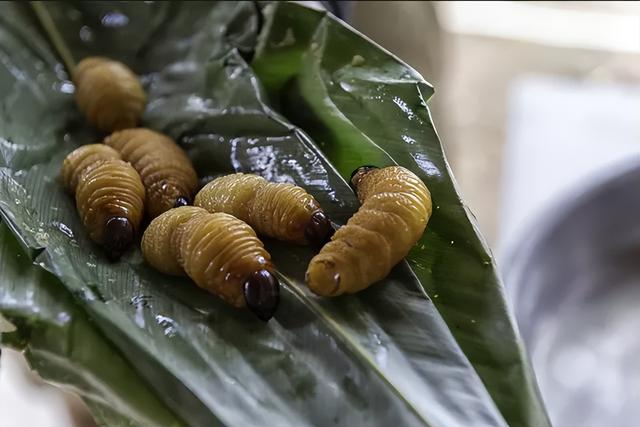 有哪些昆虫可以吃，看看在人类的食谱中都有哪些可食用的昆虫