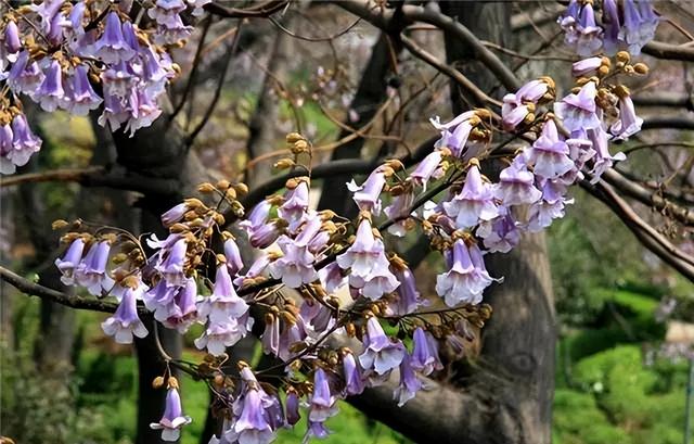 花卉图片及名称大全，常见绿植花卉及名称大全（100种常见花图鉴）
