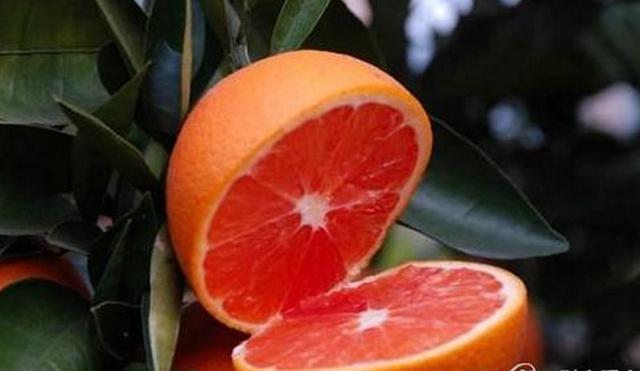 橘子的品种有哪些，柑橘品种有哪些