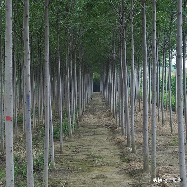 白蜡树种植方法及注意事项，但在种植过程中有几个问题需要特别注意