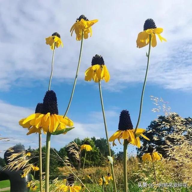 适合庭院养的草花，25种观赏草观叶赏花
