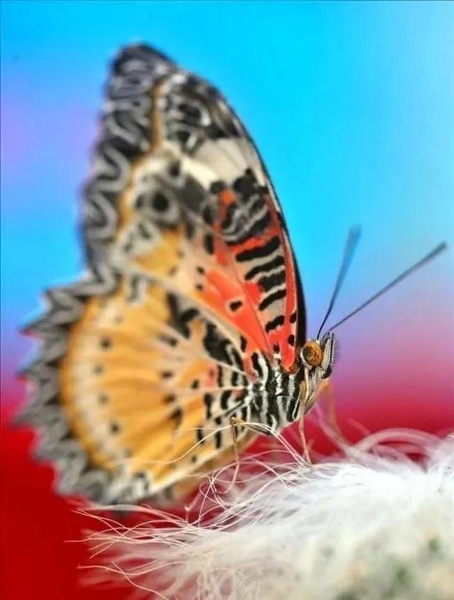 世界八大名贵蝴蝶，世界十大名贵蝴蝶
