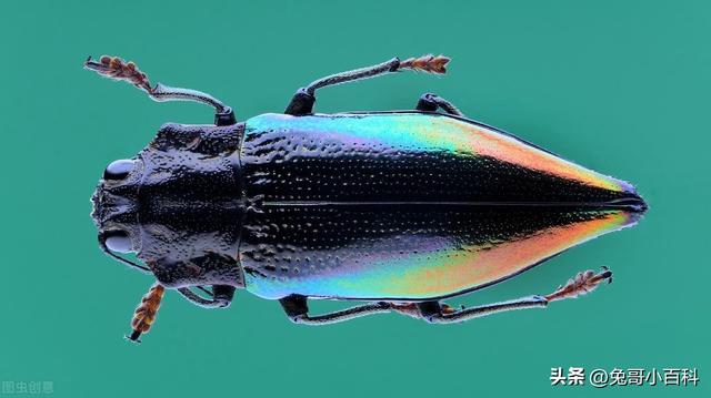 寿命最长的甲虫，最强昆虫（甲虫家族（扛过漫长岁月却败在“人类之手”）
