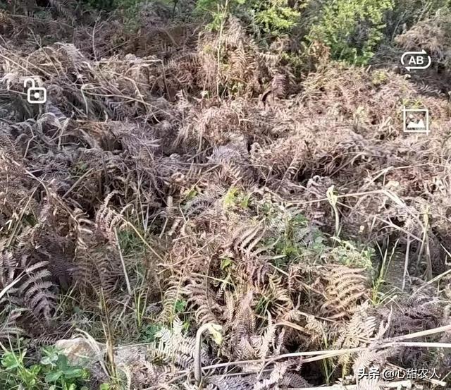 袋装蕨菜炒腊肉做法，蕨菜-晒干炒腊肉最好吃