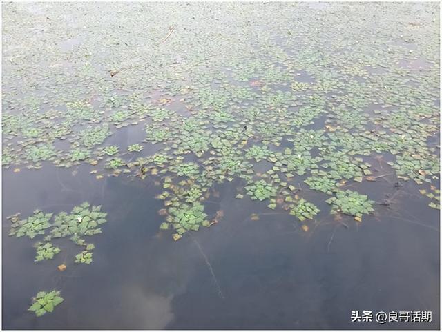 江西赣语方言怎么说，江西话汉语赣方言之样貌